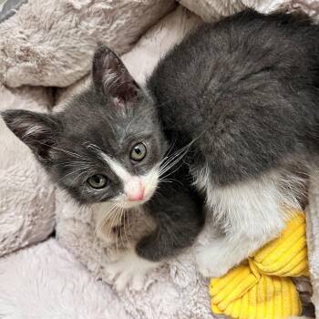 QBert -  Domestic Short Hair Cat for Adoption in Minneapolis, Minnesota - QBert | PetCurious