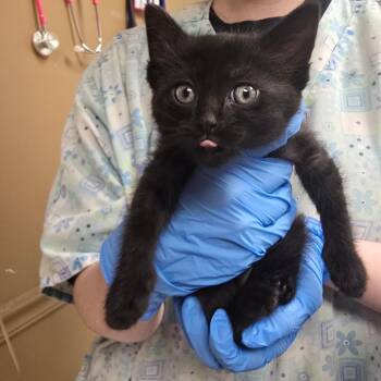 Butter Chicken -  Domestic Short Hair Cat for Adoption in Milan, Illinois - Butter Chicken | PetCurious