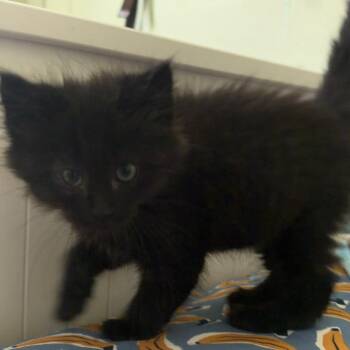 Ember -  Domestic Medium Hair Cat for Adoption in Pleasanton, California - Ember | PetCurious