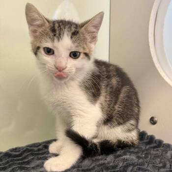 Domestic Short Hair Cats Available for Adoption in Beaumont, Texas - Usain Bolt | PetCurious
