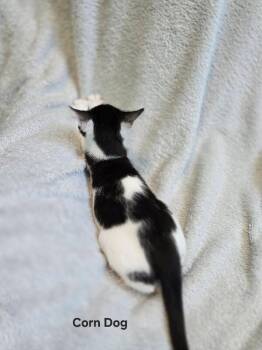 Corn Dog -  Domestic Medium Hair Cat for Adoption in Fort Collins, Colorado - Corn Dog | PetCurious