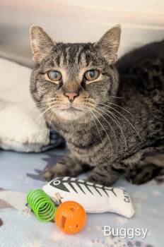 Domestic Short Hair Cats Available for Adoption in Flint, Michigan - Buggsy | PetCurious