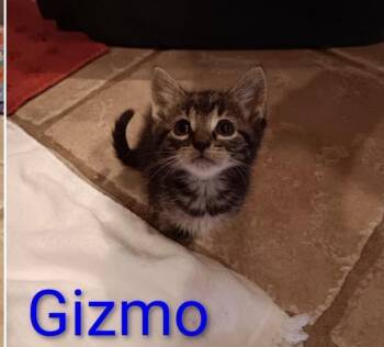 Gizmo -  Domestic Short Hair Cat for Adoption in Crown Point, Indiana - Gizmo | PetCurious