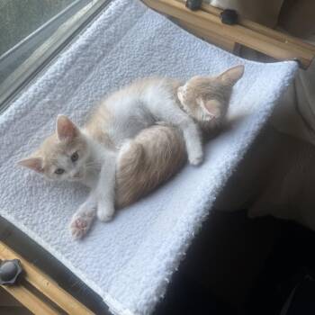 Grits (bonded with Shrimp) -  Domestic Short Hair Cat for Adoption in Los Angeles, California - Grits (bonded With Shrimp) | PetCurious