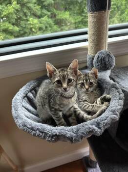Enoki and Porcini -  Domestic Short Hair Cat for Adoption in Lincoln Park, New Jersey - Enoki And Porcini | PetCurious