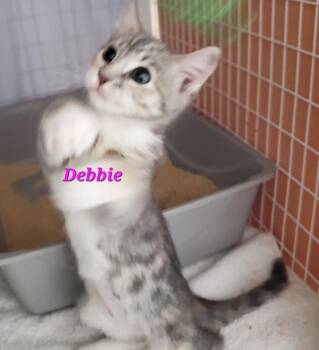 Debbie (dexter) -  Domestic Short Hair Cat for Adoption in Diamond Springs, California - Debbie (dexter) | PetCurious