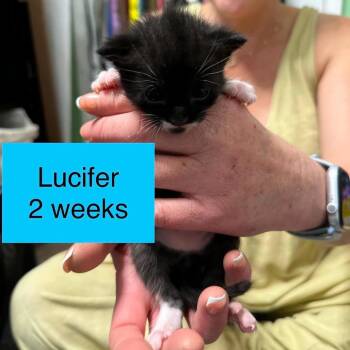 Lucifer -  Domestic Short Hair Cat for Adoption in Tampa, Florida - Lucifer | PetCurious