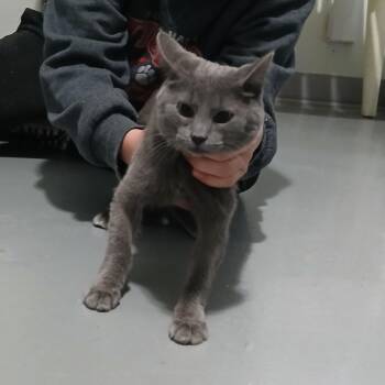 American Shorthair Cats Available for Adoption in Iowa Falls, Iowa - Cierra | PetCurious