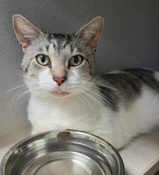 Broseph -  Domestic Short Hair Cat for Adoption in Bloomington, Indiana - Broseph | PetCurious