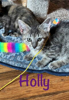 Rescue Domestic Short Hair and Tabby Cats for Adoption in Fort Worth, Texas - Holly | PetCurious