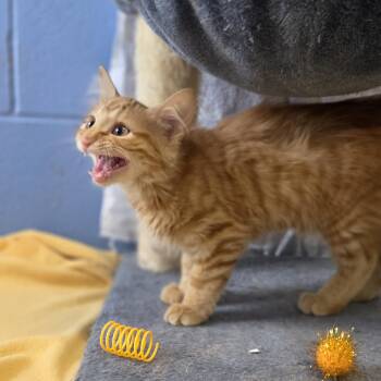 Meowstard -  Domestic Medium Hair Cat for Adoption in Lowell, Arkansas - Meowstard | PetCurious