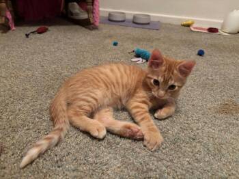 Rescue Domestic Short Hair Cats for Adoption in Little Rock, Arkansas - Pippen | PetCurious