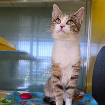 Domestic Short Hair Cats Available for Adoption - Emerald Isle | PetCurious