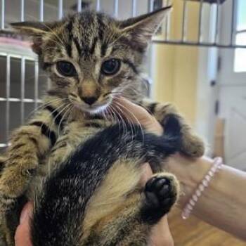 Scorpio -  Domestic Short Hair Cat for Adoption in Phoenixville, Pennsylvania - Scorpio | PetCurious