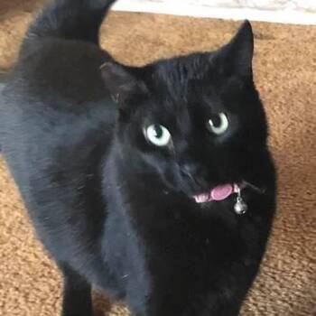 Pepper -  Domestic Short Hair Cat for Adoption in Villa Park, California - Pepper | PetCurious