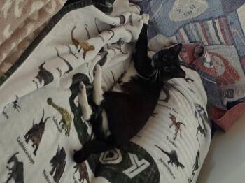 Dorian -  Domestic Short Hair Cat for Adoption in Tampa, Florida - Dorian | PetCurious