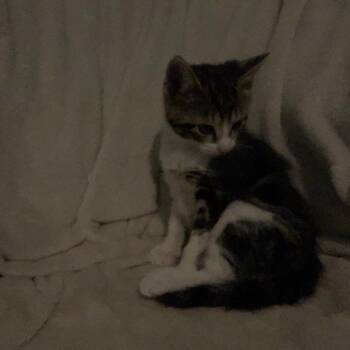 Hawthorne -  Domestic Short Hair Cat for Adoption in Georgetown, Kentucky - Hawthorne | PetCurious
