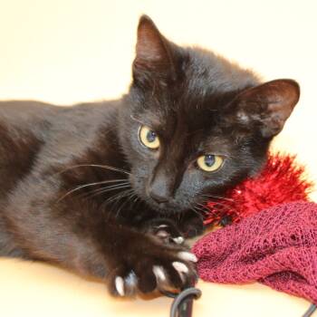 Rescue Domestic Short Hair Cats for Adoption in Martensdale, Iowa - Gilda | PetCurious