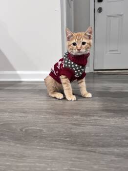 Rescue Domestic Short Hair Cats for Adoption in Greenville, South Carolina - Ron MT | PetCurious