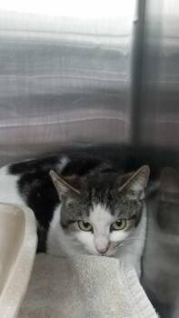 Domestic Short Hair Cats Available for Adoption in Burgaw, North Carolina - Nacho | PetCurious