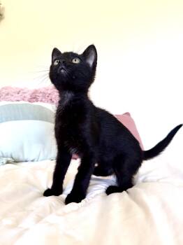 Maxie -  Bombay and Domestic Short Hair Cat for Adoption in Tuscaloosa, Alabama - Maxie | PetCurious