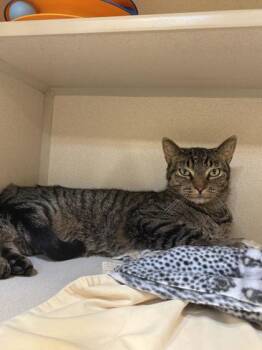 Jimothy -  Domestic Short Hair Cat for Adoption in Quakertown, Pennsylvania - Jimothy | PetCurious