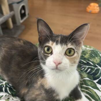Rescue Dilute Calico Cats for Adoption - Mandy | PetCurious