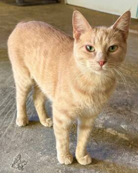 Rescue Abyssinian Cats for Adoption in White Hall, Illinois - Baby Mama | PetCurious