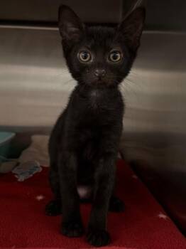 Sugar Glider -  Domestic Short Hair Cat for Adoption in Ocala, Florida - Sugar Glider | PetCurious