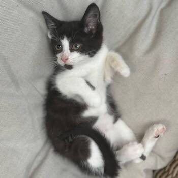 Ted & Bill, looking for more adventures -  Domestic Short Hair Cat for Adoption in Lucknow, Ontario - Ted & Bill, Looking For More Adventures | PetCurious