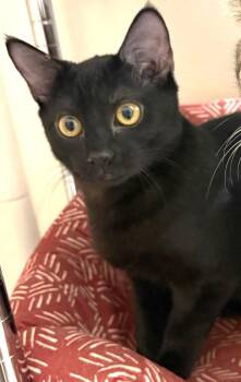 Domestic Short Hair Cats Available for Adoption - Sadie | PetCurious