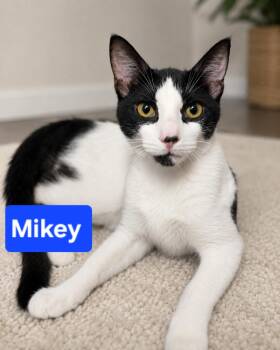 Mikey -  Domestic Short Hair Cat for Adoption in Burnaby, British Columbia - Mikey | PetCurious