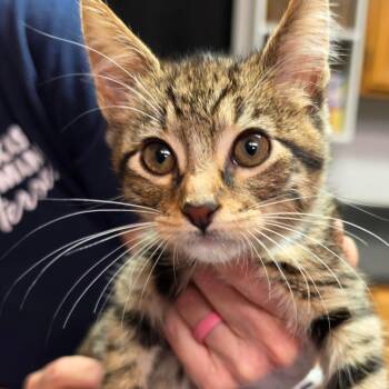 Fallon -  Domestic Short Hair Cat for Adoption in Leander, Texas - Fallon | PetCurious