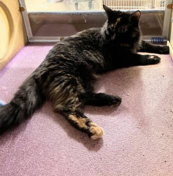 Silver -  Tortoiseshell Cat for Adoption in Farmland, Indiana - Silver | PetCurious