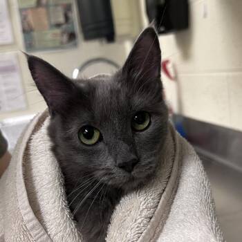 Domestic Long Hair Cats Available for Adoption in Asheville, North Carolina - Nokia | PetCurious