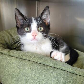 Boris -  Domestic Short Hair Cat for Adoption in Nashville, Indiana - Boris | PetCurious