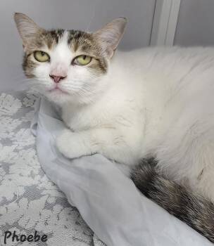 Phoebe -  Domestic Short Hair Cat for Adoption in Key Largo, Florida - Phoebe | PetCurious