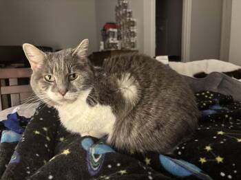 Domestic Medium Hair Cats Available for Adoption in Herndon, Virginia - Gideon (& Firefly) Bonded | PetCurious