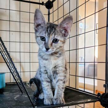 Loxie -  Domestic Short Hair Cat for Adoption in Albuquerque, New Mexico - Loxie | PetCurious