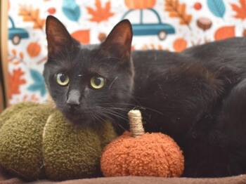 Rescue Domestic Short Hair Cats for Adoption in Portland, Oregon - Pudding | PetCurious