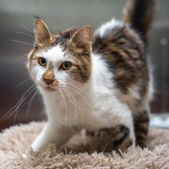Andy -  Domestic Short Hair Cat for Adoption in Gainesville, Georgia - Andy | PetCurious