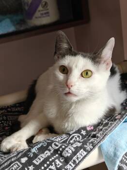 Wonder Girl -  Domestic Short Hair Cat for Adoption in New Britain, Connecticut - Wonder Girl | PetCurious