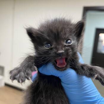 SVAS-Stray-39014 -  Domestic Medium Hair Cat for Adoption in Lyndhurst, Virginia - SVAS-Stray-39014 | PetCurious