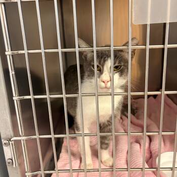 Smokey -  Domestic Short Hair Cat for Adoption in Royse City, Texas - Smokey | PetCurious