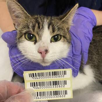 Sally -  Domestic Short Hair Cat for Adoption in Charleston, West Virginia - Sally | PetCurious