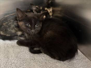 PIXEL -  Domestic Short Hair Cat for Adoption in Santa Fe, New Mexico - PIXEL | PetCurious