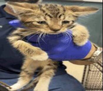 Scruffington -  Domestic Short Hair Cat for Adoption in Ruskin, Florida - Scruffington | PetCurious