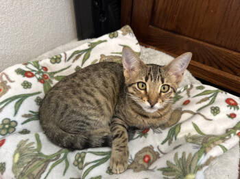 Rescue Domestic Short Hair Cats for Adoption in Lafayette, Colorado - Romeo | PetCurious