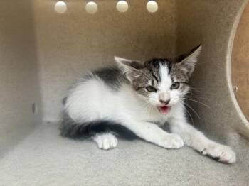 EFFEN 8 -  Domestic Short Hair Cat for Adoption in Rancho Cucamonga, California - EFFEN 8 | PetCurious