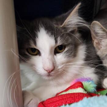 Peter Rabbit -  Domestic Long Hair Cat for Adoption in Walker, Michigan - Peter Rabbit | PetCurious